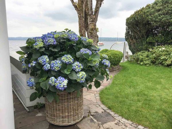 bepflanzungen_muenchen_the_flower_company