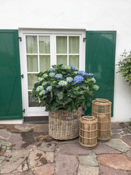 hortensien_privat_haus_terrassen_begruenung