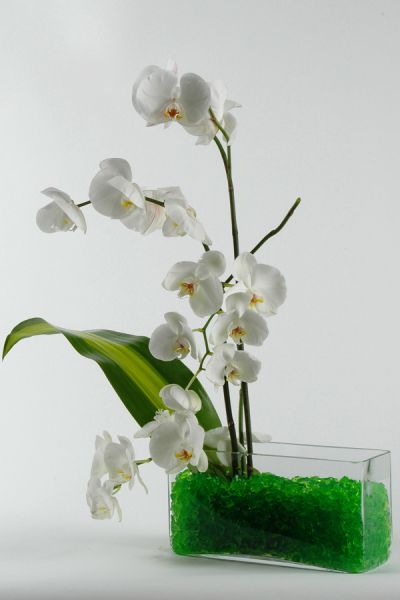 orchideenschnitt_phalaenopsis