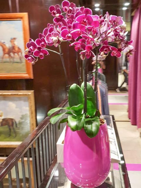orkidee_phalaenopsis_etro_blumen_abo