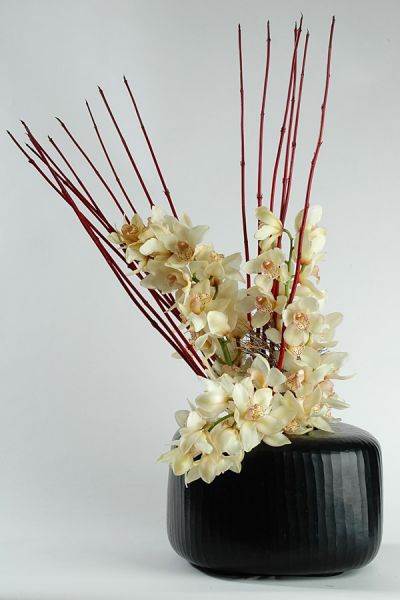 cornus_cymbedien