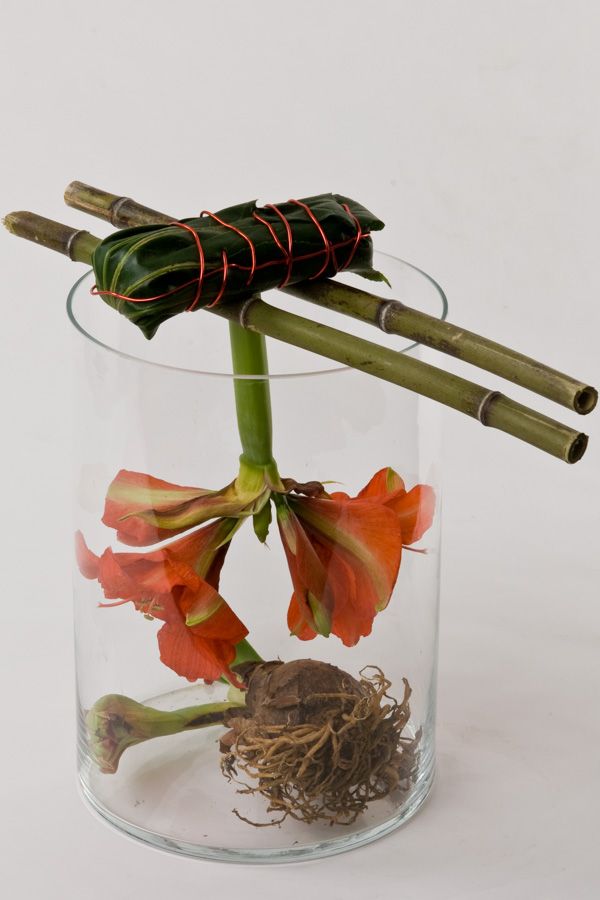 amaryllis_zuckerrohr