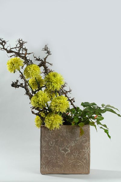 bonsai_chrysanthemen_green_wonder